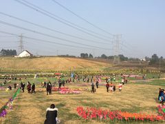 -紫颐香薰山谷景区