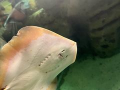 -珠海长隆海洋王国