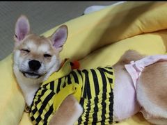 -逗柴咖啡屋·狗咖猫咖宠物桌游