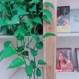 打卡一家佛系网红书店