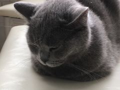 -喵的天空名猫咖啡馆·撸猫·猫舍·用品