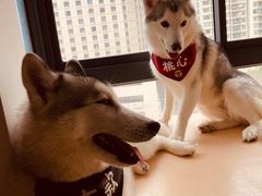 -Husky Go! 哈士奇体验馆·宠物咖啡厅狗咖