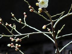 -黎阳老街