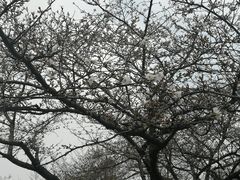 -武汉大学-樱园