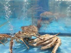 -麦德龙(浦东店)