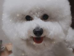 -唯美宠物生活馆(绿地国际生态城店)