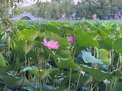 -长春市南湖公园