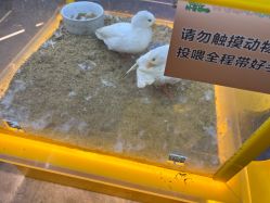 -神奇动物撸宠馆·羊驼·小浣熊·异宠(豫园店)