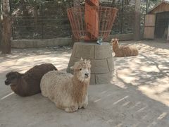 -大连森林动物园