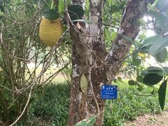 -中国科学院西双版纳热带植物园