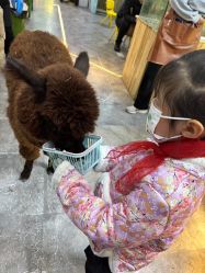 -神奇动物撸宠馆·羊驼·小浣熊·异宠(豫园店)