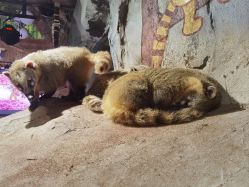 -Zoolung Zoolung动物主题公园(海信广场店)