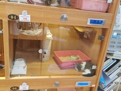 -Pets First伊珊娜洗护·精致美容·家庭式寄养(新会路店)