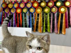 -青奢宠物·青奢猫舍