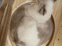 -瞄一喵猫咖(格力海岸店)