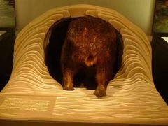 -墨尔本博物馆(Melbourne Museum)
