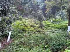 android_upload_pic-张坝桂圆林公园