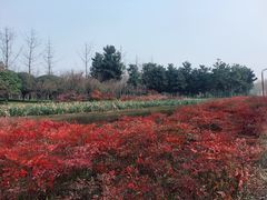 -洨河生态公园