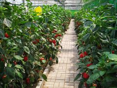 -兰陵国家农业公园