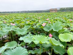 -荷塘月色湿地公园·向阳花洲