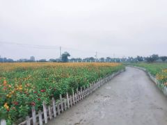 -曲江薰衣草庄园
