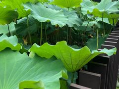 -陈家山荷花公园