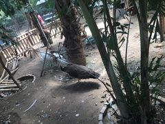 -北京呀路古热带植物园