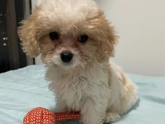 -翊宠yipet猫狗购宠庄园犬舍•猫舍