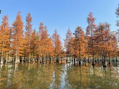 -白鹭湾湿地公园