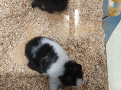 -龟与熊猫宠物公园(南坪店)