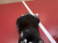 -和它·交个朋友·狗咖猫咖(爱琴海店)