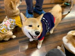 -豆柴町-柴犬主题狗咖(红鼎国际C座店)