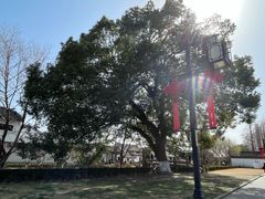 -枫泾古镇-人民公社旧址