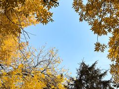 -三里屯东五街银杏大道