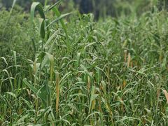 -西湖风景区-江洋畈生态公园