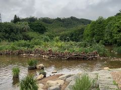 -深圳仙湖植物园