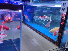 -朝来春花卉市场