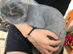 -米苏动物医院·犬猫专科·骨科外科内窥镜