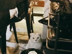 -Mr.Fox狐狸先生超级密室(南山店)