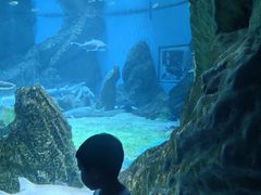 -海合安成都极地海洋公园