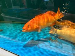 -北塘海鲜·天津菜(大光明桥旗舰店)