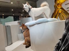 -柴务处·柴犬主题狗咖