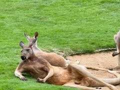 -西霞口神雕山野生动物世界