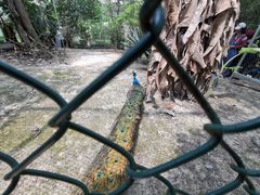 -广西壮族自治区药用植物园