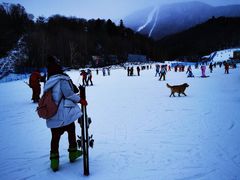 -亚布力新体委滑雪场