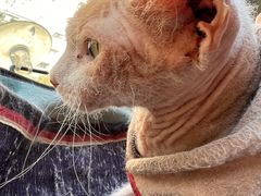 -猫在这儿猫咪咖啡馆·撸猫馆