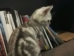 -吉丁鸟咖·异宠·寄养
