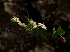 -雁荡山雁湖景区