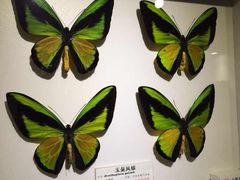 -上海大自然野生昆虫馆