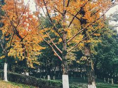 -重庆市江北嘴中央商务区中央公园